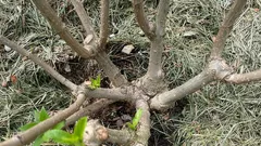 Să-l îngropăm sau nu? O greșeală legată de hortensie care poate distruge tufa